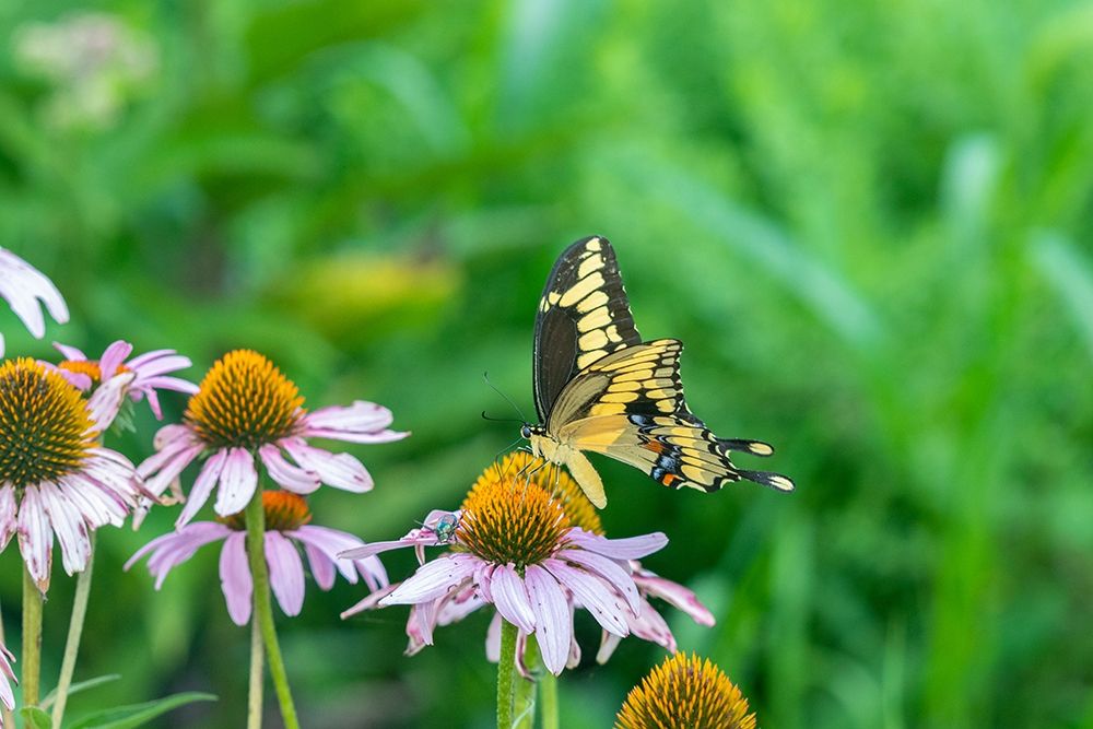Art Print: Giant Swallowtail on Purple Coneflower -Marion County-Illinois