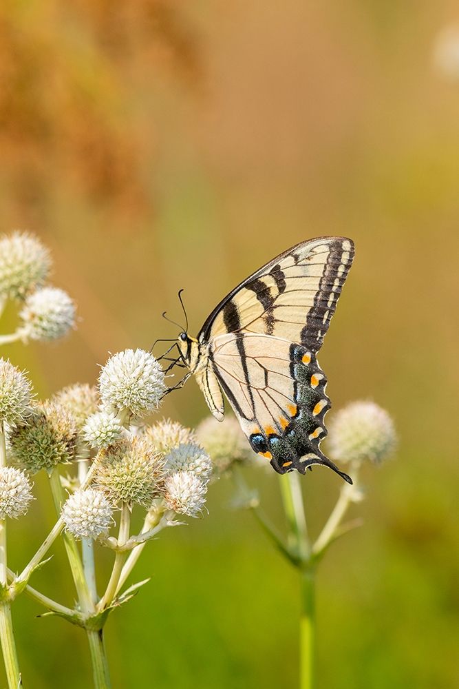 Art Print: Eastern Tiger Swallowtail on Rattlesnake Master (Eryngium yuccifolium)-Marion County-Illinois