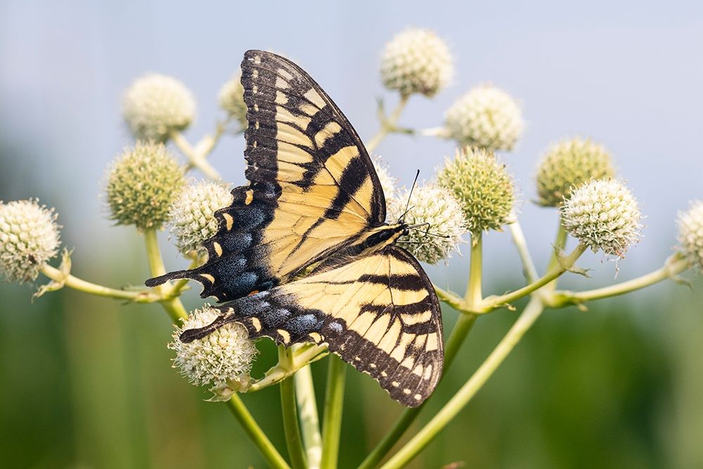 Art Print: Eastern Tiger Swallowtail on Rattlesnake Master (Eryngium yuccifolium)-Marion County-Illinois