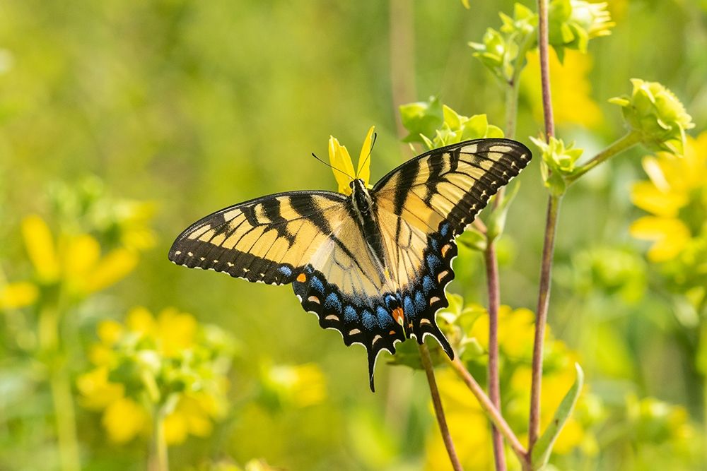 Art Print: Eastern Tiger Swallowtail on Rosin Weed (Silphium integrifolium)-Marion County-Illinois