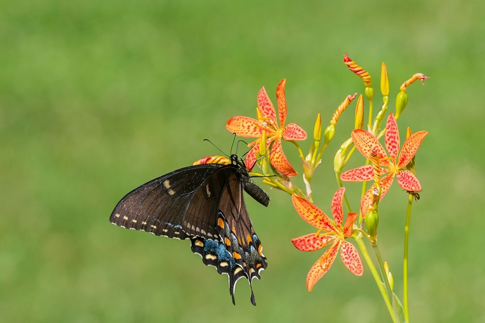 Art Print: Eastern Tiger Swallowtail female on Blackberry Lily (Belamcanda chinensis)-Marion County-Illinois