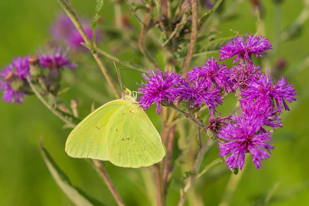 Art Print: Cloudless Sulphur (Phoebis sennae) on Missouri Ironweed (Veronia missurica)-Marion County-Illinois