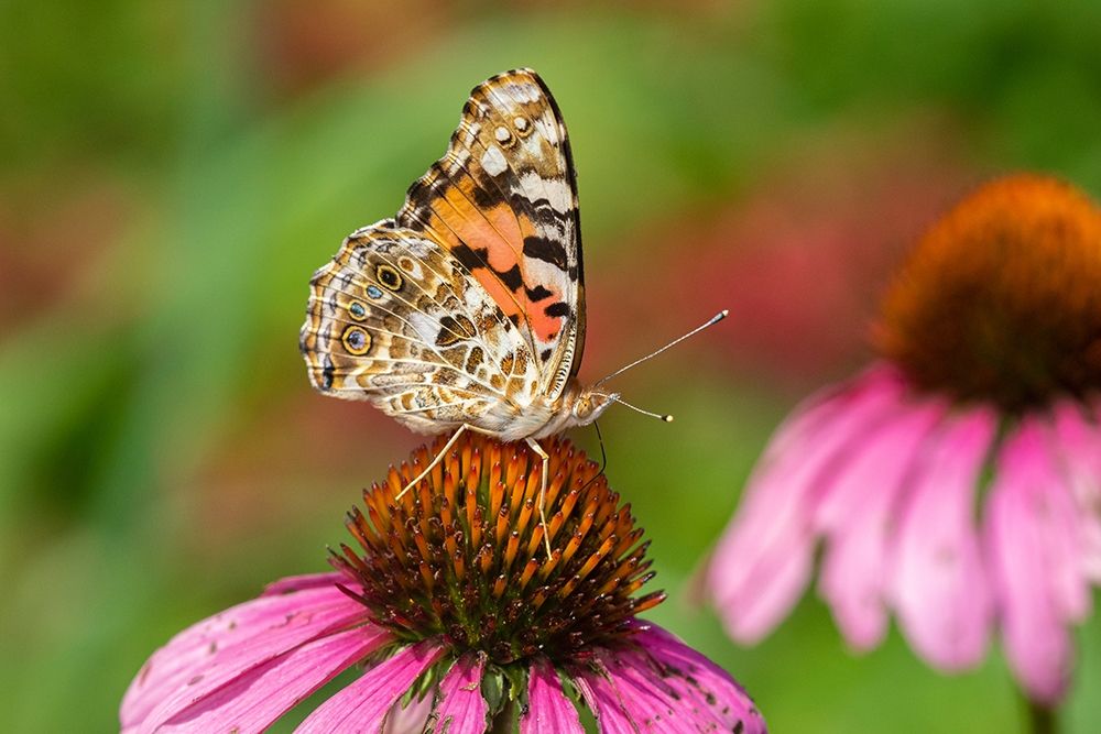 Art Print: Painted Lady (Vanessa cardui) on Purple Coneflower -Marion County-Illinois