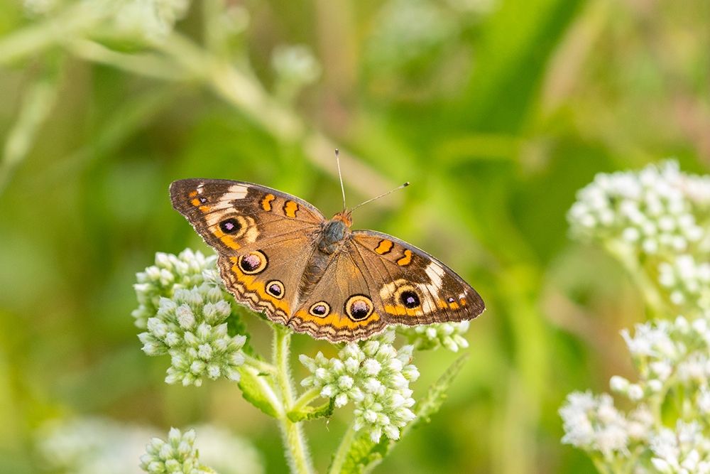 Art Print: Common Buckeye (Junonia coenia) on Common Boneset (Eupatorium perfoliatum)-Marion County-Illinois