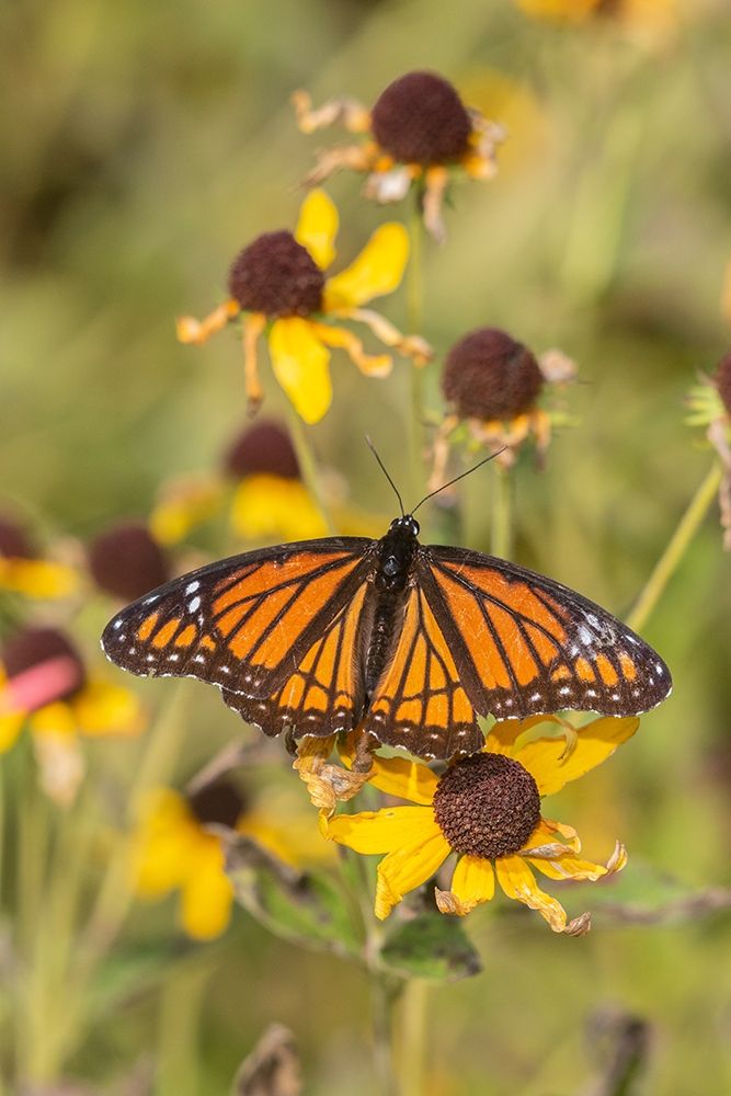 Art Print: Viceroy (Limenitis arthemis) on Sneezeweed (Helenium sp)-Effingham County-Illinois