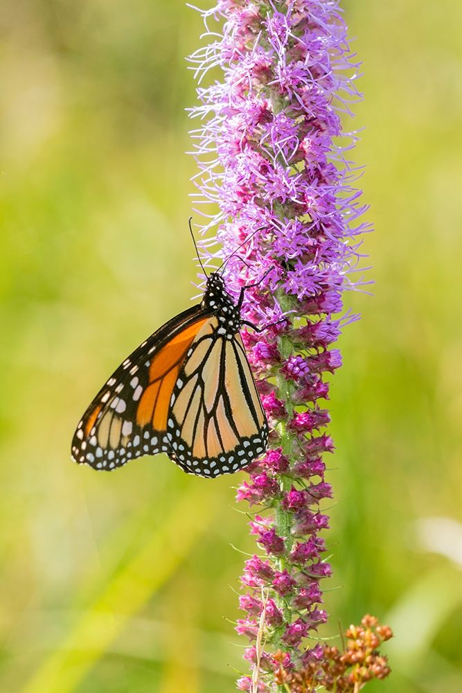 Art Print: Monarch (Danaus plexippus) on Prairie Blazing Star (Liatris pycnostachya) Clinton County-Illinois