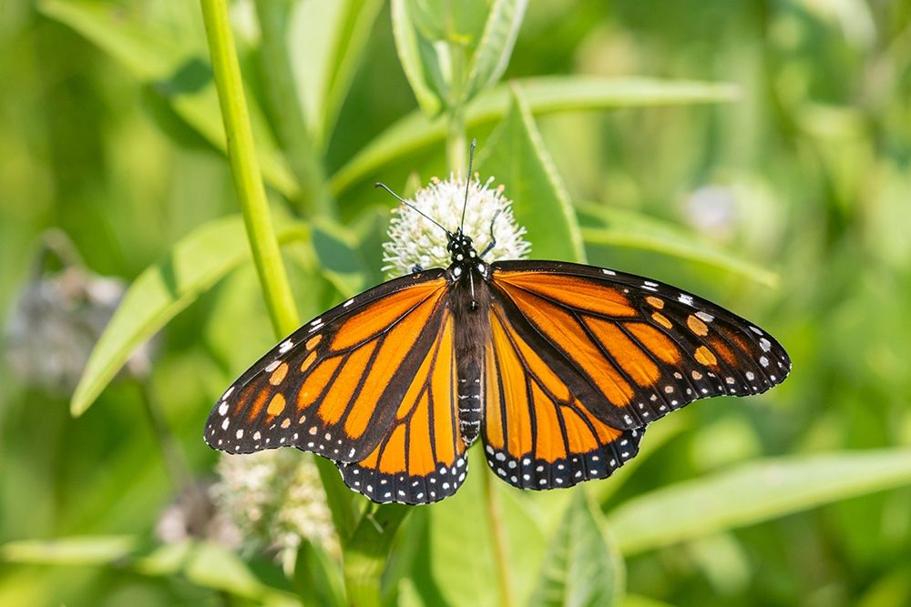 Art Print: Monarch (Danaus plexippus) on Rattlesnake Master (Eryngium yuccifolium)-Marion County-Illinois