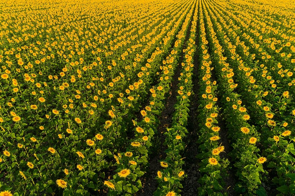 Art Print: Aerial view of sunflower field Sam Parr State Park Jasper County-Illinois