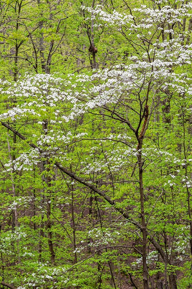 Art Print: Flowering Dogwood Tree in spring Stephen A Forbes State Recreation Area-Marion County-Illinois