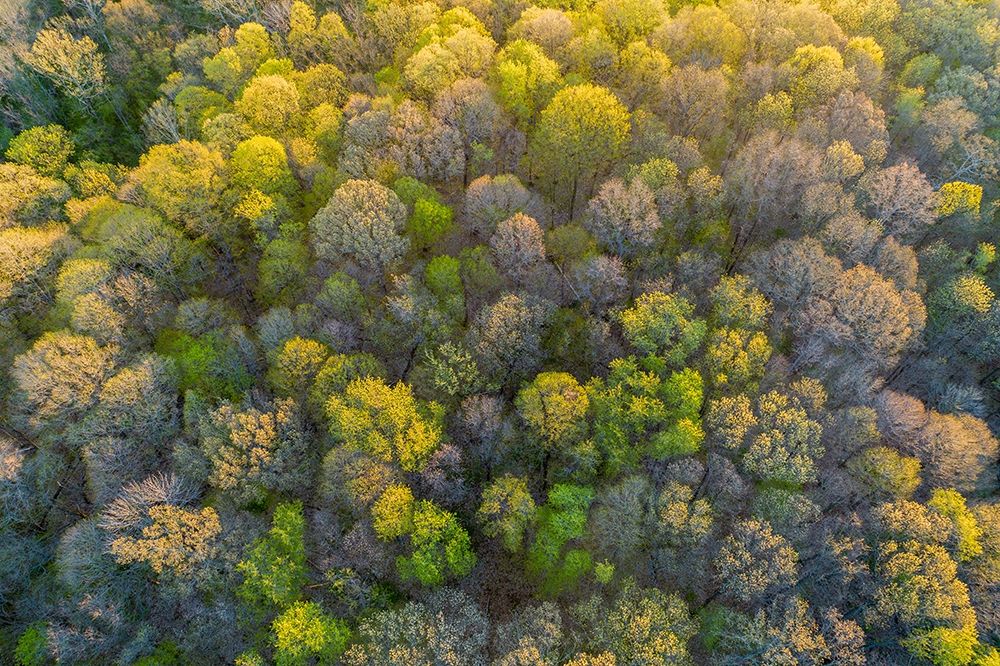 Art Print: Aerial view of forest in spring-Marion County-Illinois