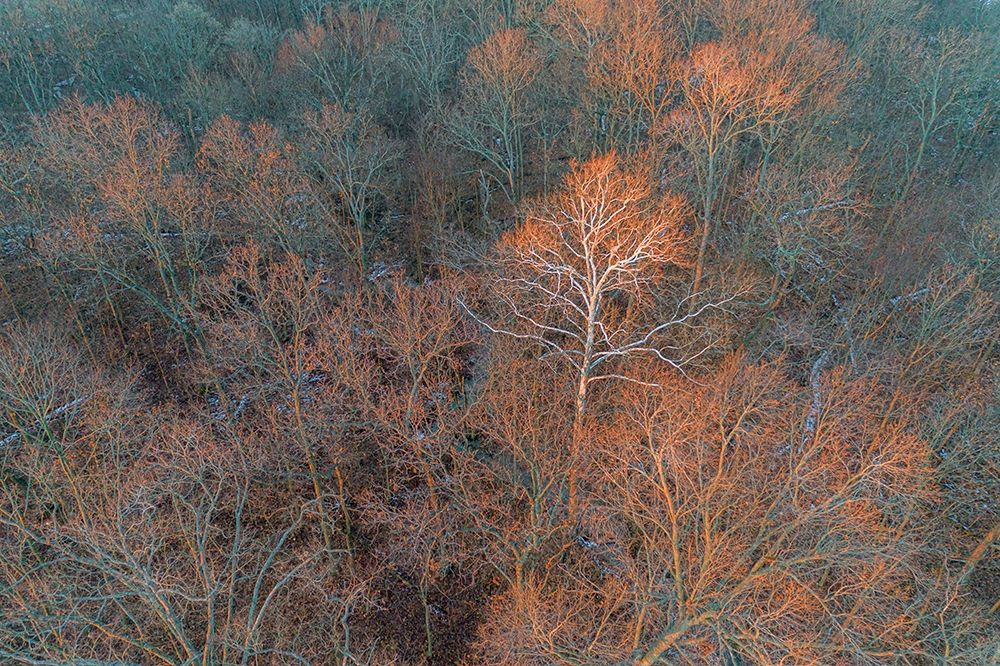 Art Print: Aerial view of lone Sycamore tree in winter woods-Marion County-Illinois