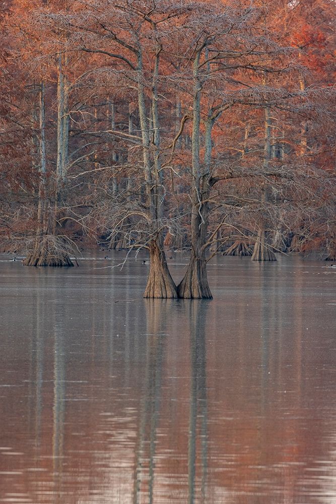 Art Print: Cypress trees in fall Horseshoe Lake State Fish and Wildlife Area-Alexander County-Illinois