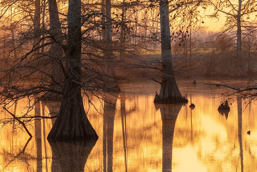 Wall Art Painting id:405513, Name: Cypress trees at sunset in fall Horseshoe Lake State Fish and Wildlife Area-Alexander County, Artist: Day, Richard and Susan