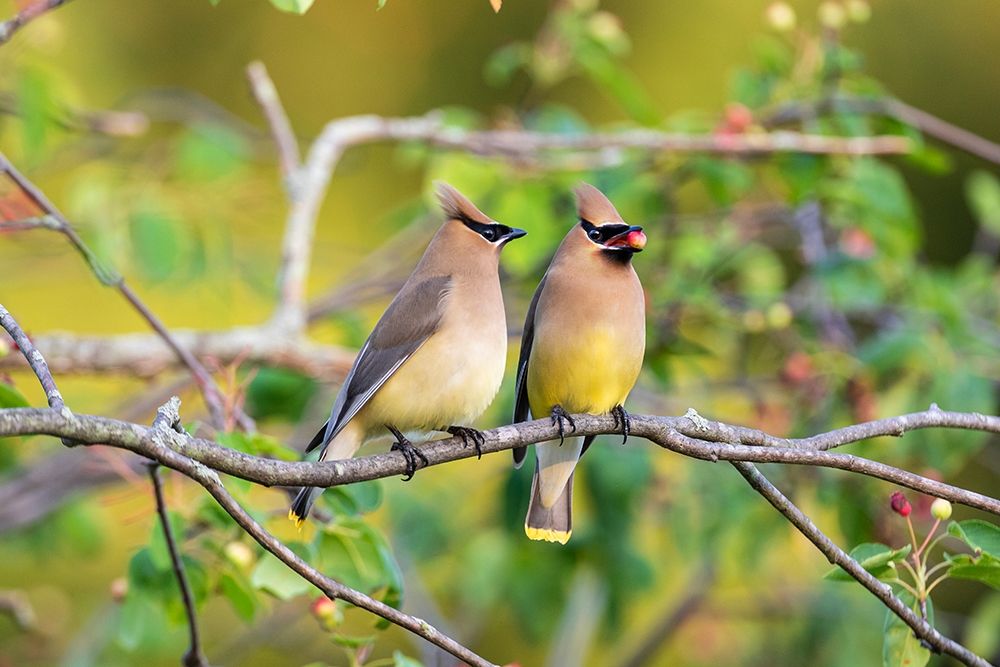 Art Print: Cedar Waxwings exchanging berry in Serviceberry Bush
