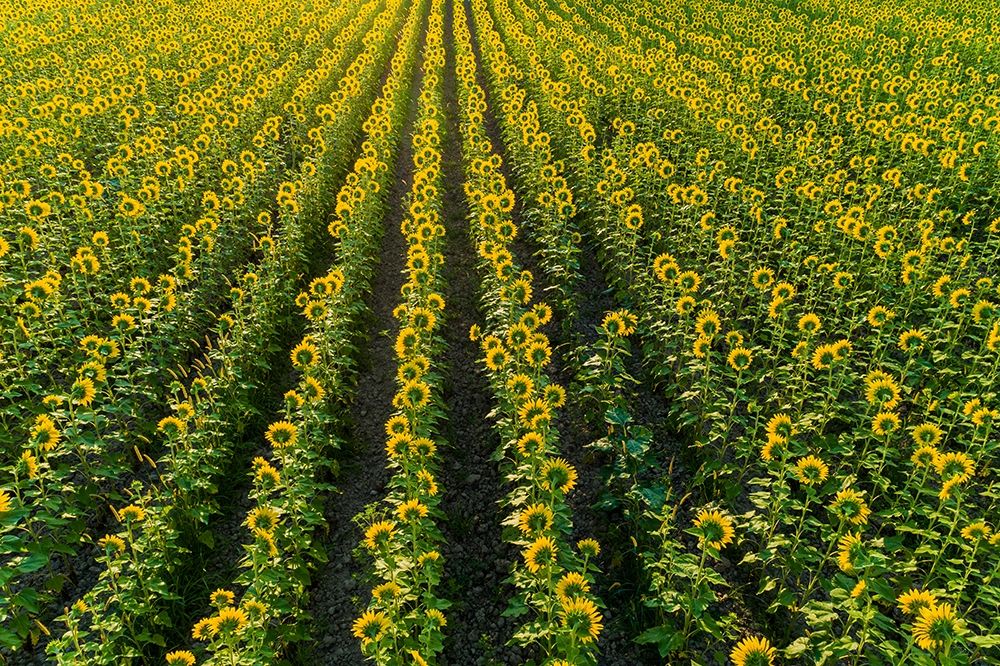 Art Print: Aerial view of sunflower field Sam Parr State Park-Jasper County-Illinois