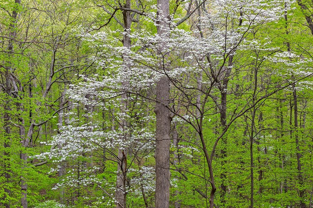 Art Print: Flowering Dogwood Tree (Cornus florida) in spring Stephen A Forbes St Park
