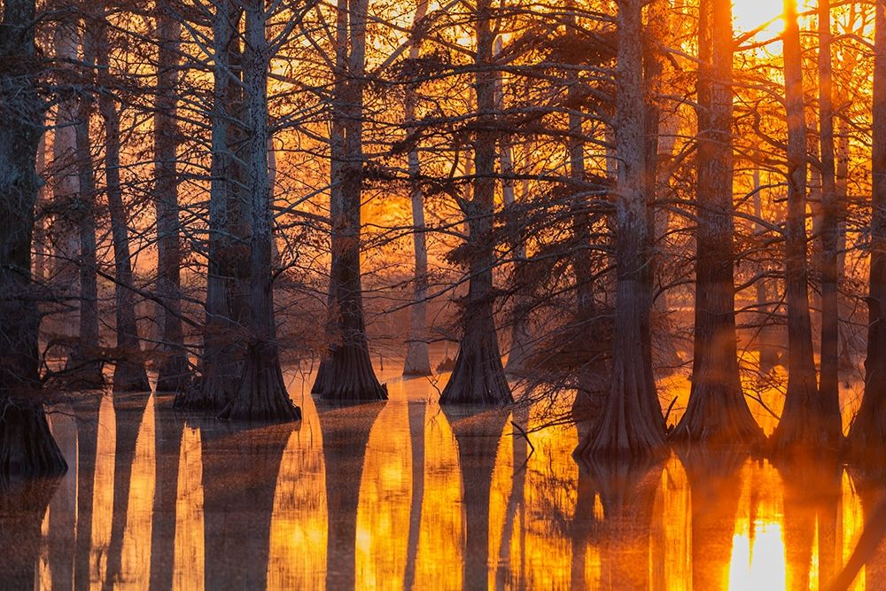 Wall art: Cypress trees at sunset in fall Horseshoe Lake State Fish and Wildlife Area, by Day, Richard and Susan