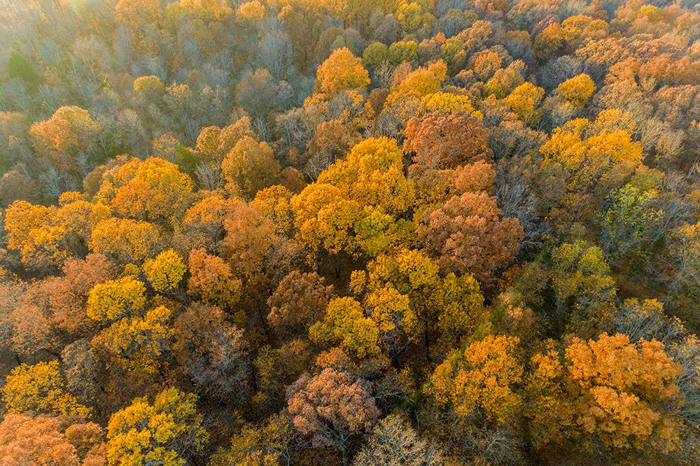 Art Print: Aerial view of fall color-Marion County-Illinois
