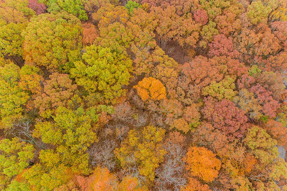 Art Print: Aerial view of fall color-Marion County-Illinois