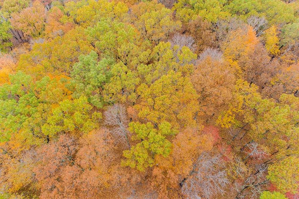 Art Print: Aerial view of fall color-Marion County-Illinois
