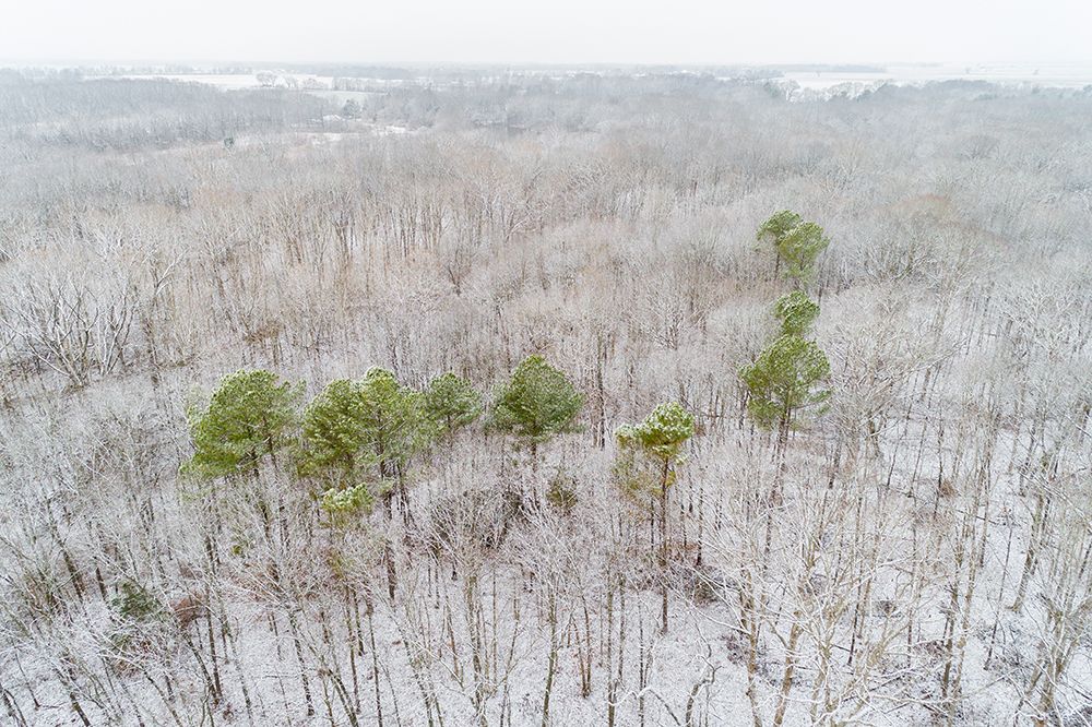Art Print: Aerial view of a fresh snow over the forest-Marion County-Illinois