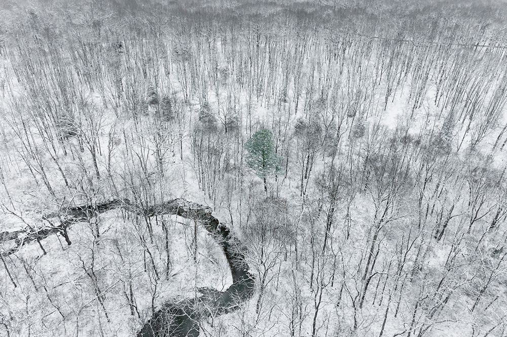 Art Print: Aerial view of woods after a snowfall-Marion County-Illinois