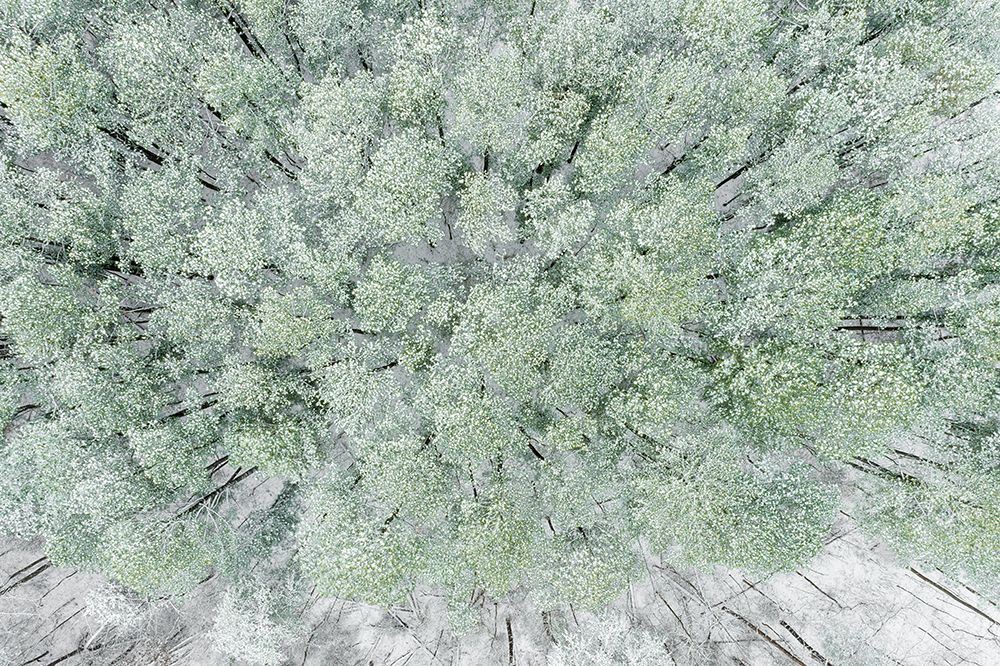 Art Print: Aerial view of woods and white pine trees after a snowfall-Marion County-Illinois