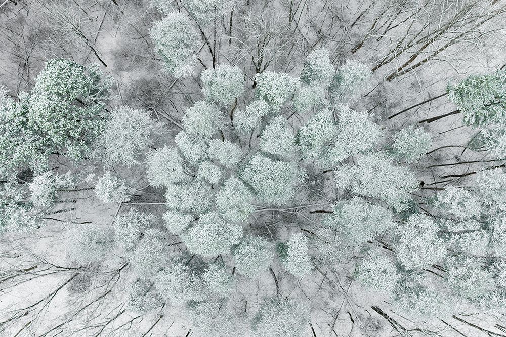 Art Print: Aerial view of woods and white pine trees after a snowfall-Marion County-Illinois