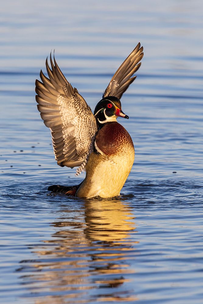 Art Print: Wood Duck male in wetland flapping wings-Marion County-Illinois