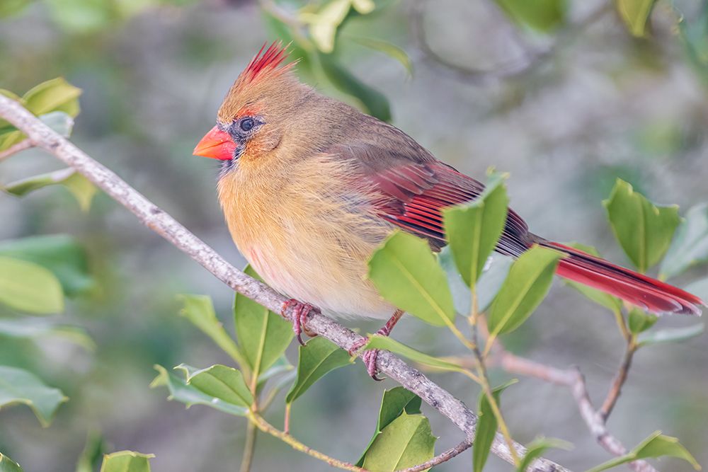 Art Print: Northern Cardinal female in American Holly tree-Marion County-Illinois