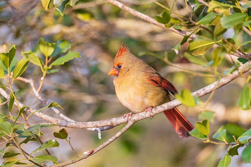 Art Print: Northern Cardinal female in American Holly tree-Marion County-Illinois