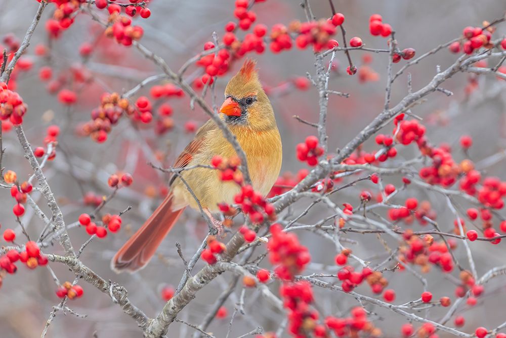 Art Print: Northern Cardinal female in Winterberry bush-Marion County-Illinois