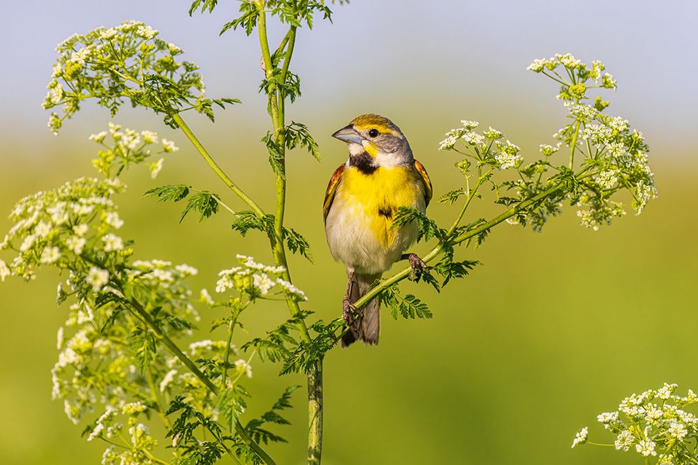 Art Print: Dickcissel male on Poison Hemlock-Marion County-Illinois