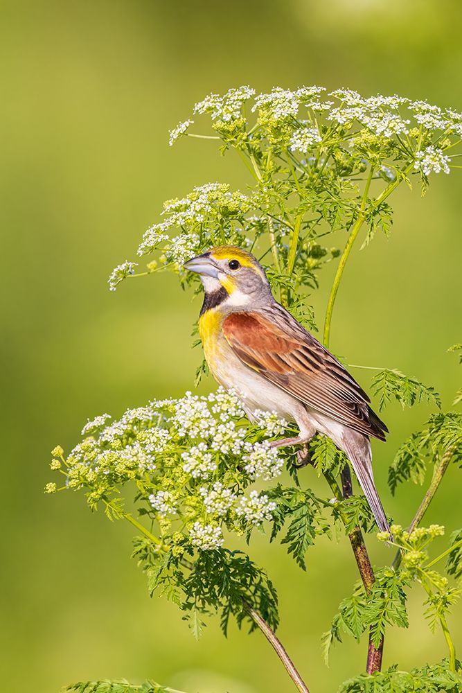 Art Print: Dickcissel male on Poison Hemlock-Marion County-Illinois