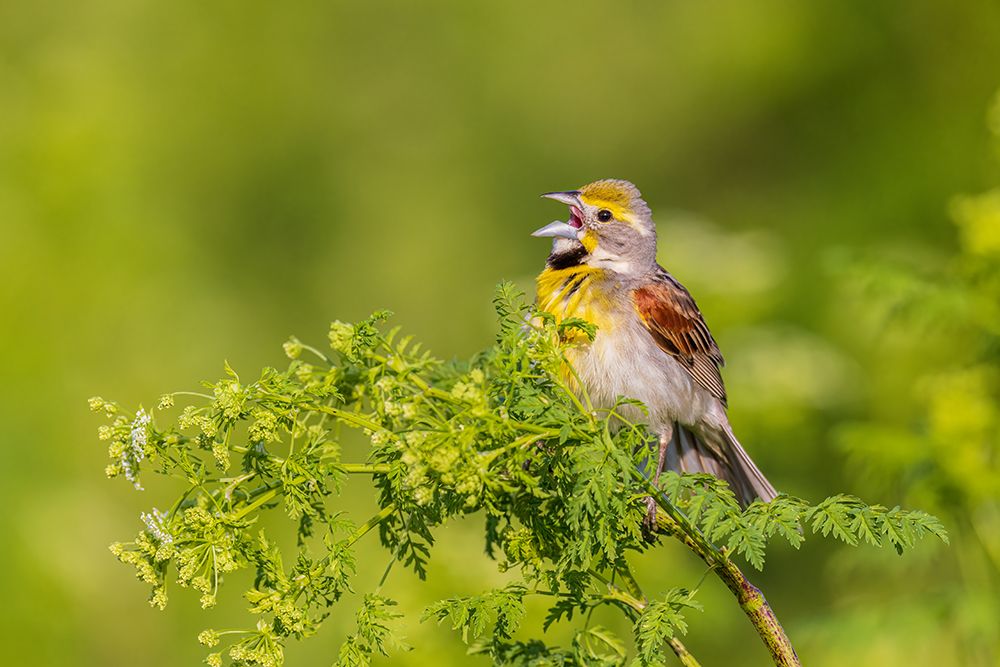Art Print: Dickcissel male singing perched on Poison Hemlock-Marion County-Illinois