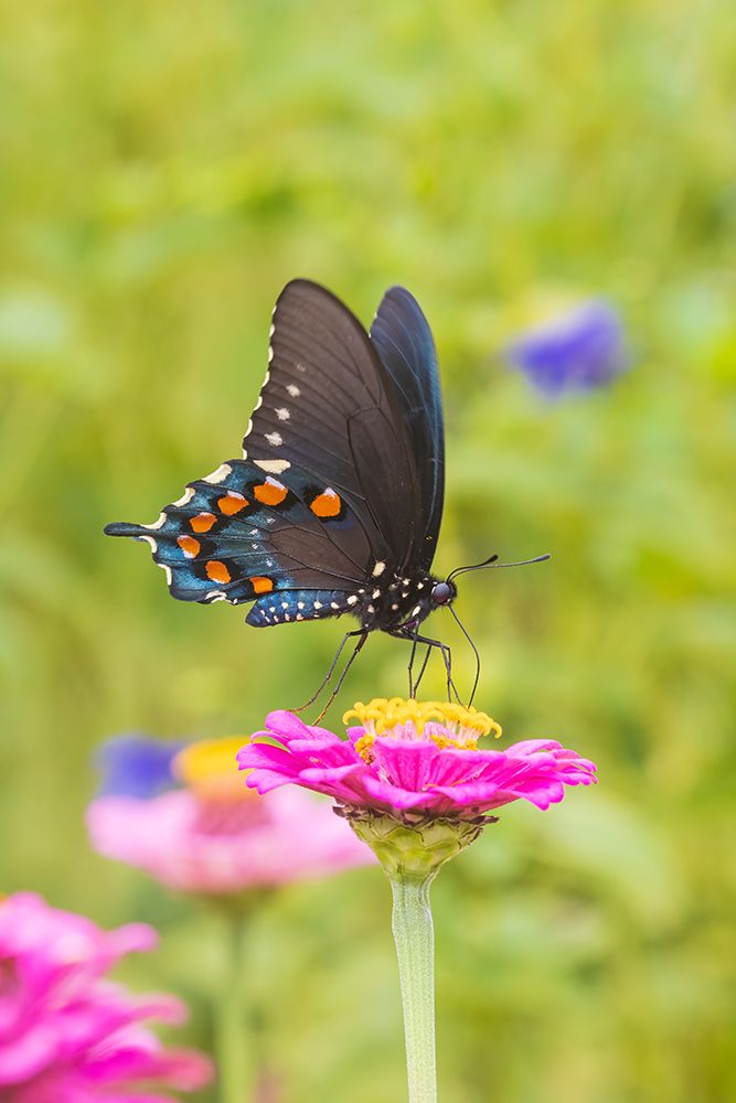 Art Print: Pipevine Swallowtail male on zinnia in flower garden-Marion County-Illinois