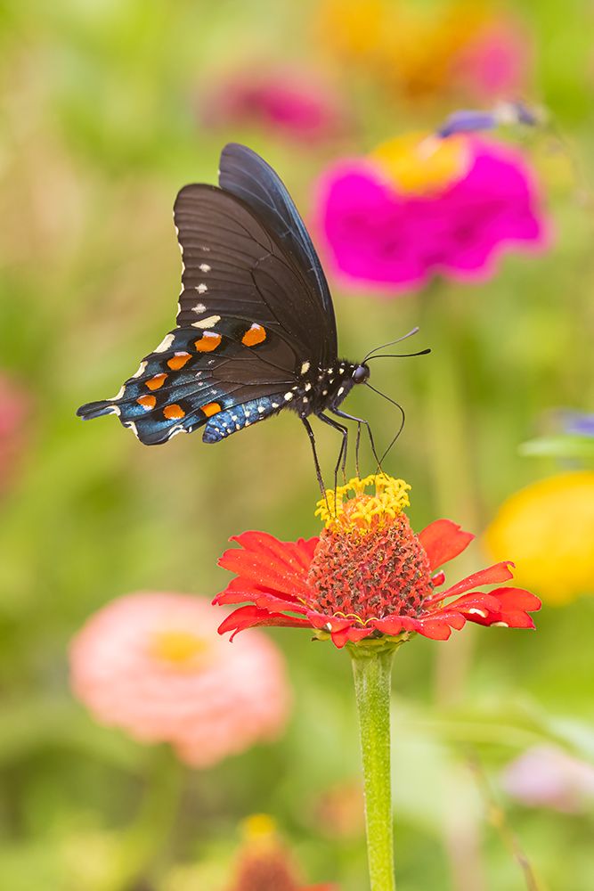 Art Print: Pipevine Swallowtail male on zinnia in flower garden-Marion County-Illinois