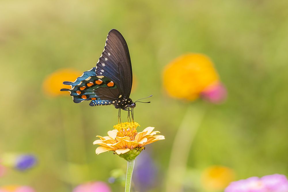 Art Print: Pipevine Swallowtail male on zinnia in flower garden-Marion County-Illinois