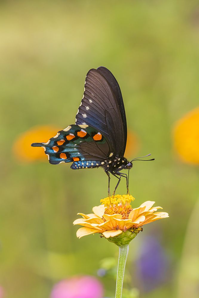Art Print: Pipevine Swallowtail male on zinnia in flower garden-Marion County-Illinois
