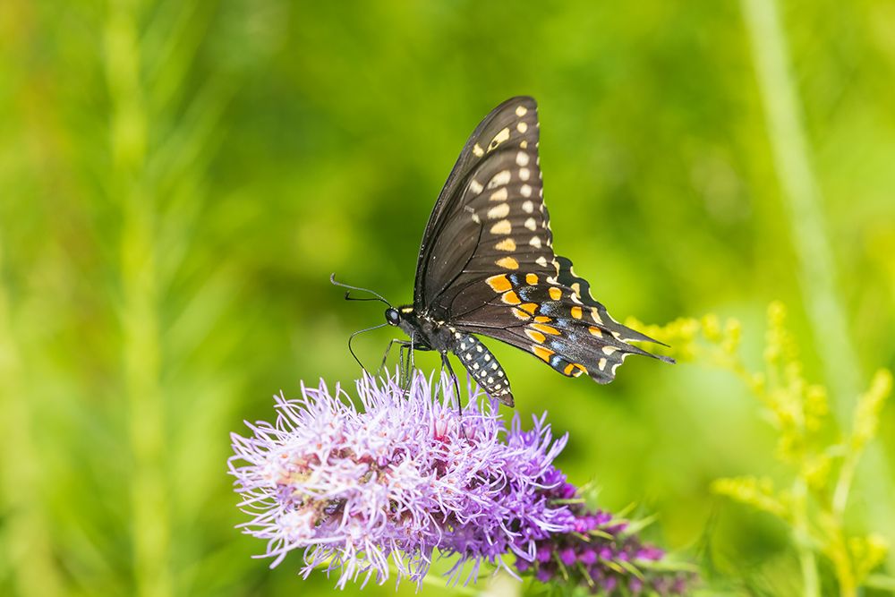 Art Print: Black Swallowtail male on Prairie blazing star-Rock Cave Preserve-Effingham County-Illinois
