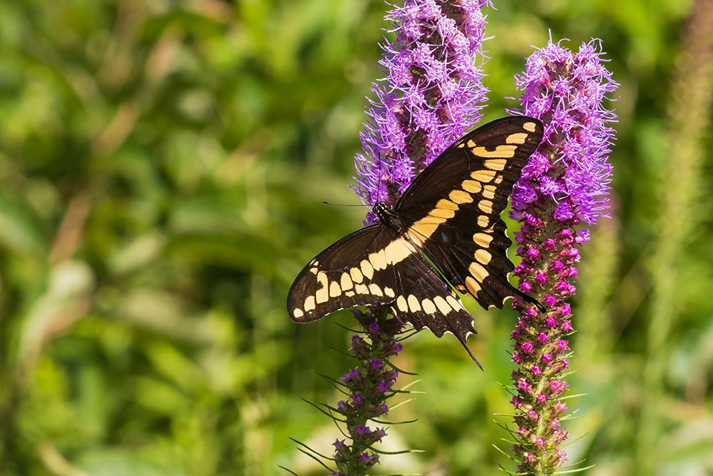 Art Print: Giant Swallowtail on Prairie blazing star-Rock Cave Nature Preserve-Effingham County-Illinois