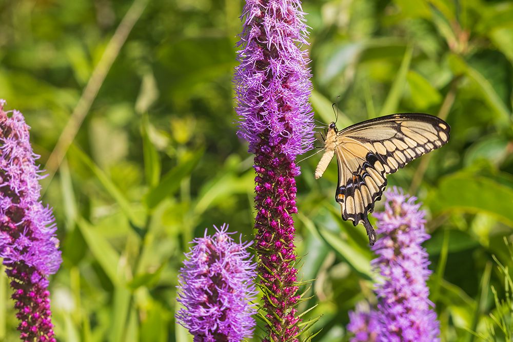 Art Print: Giant Swallowtail on Prairie blazing star-Rock Cave Nature Preserve-Effingham County-Illinois