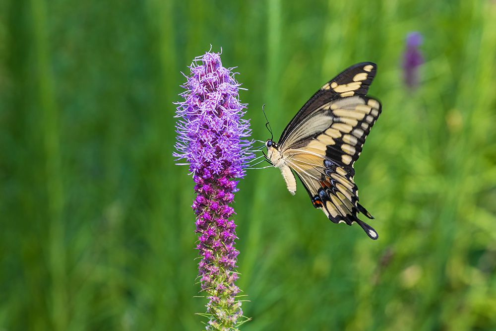 Art Print: Giant Swallowtail on Prairie blazing star-Rock Cave Nature Preserve-Effingham County-Illinois