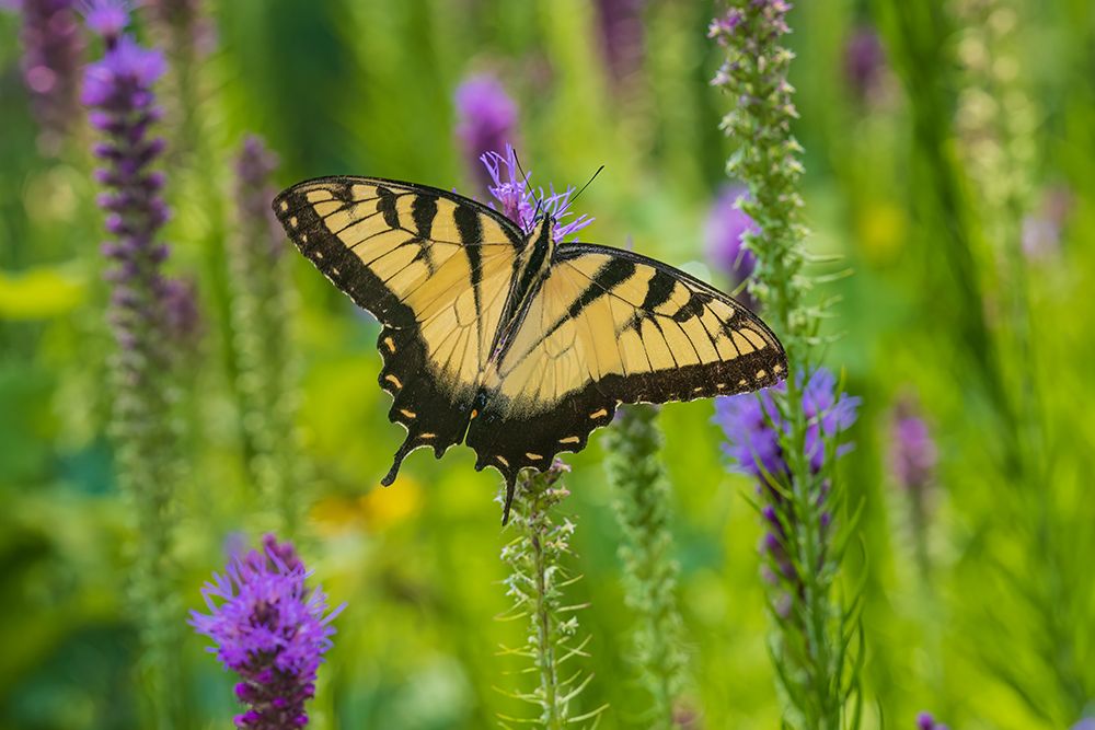 Art Print: Eastern Tiger Swallowtail on Prairie blazing star-Rock Cave Nature Preserve-Effingham County-IL