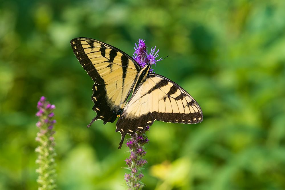 Art Print: Eastern Tiger Swallowtail on Prairie blazing star-Rock Cave Nature Preserve-Effingham County-IL