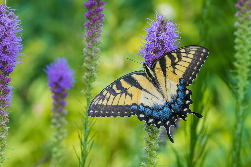 Art Print: Eastern Tiger Swallowtail on Prairie blazing star-Rock Cave Nature Preserve-Effingham County-IL