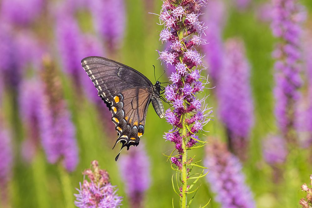 Art Print: Eastern Tiger Swallowtail female black form on Prairie blazing star-Rock Cave Preserve-Illinois