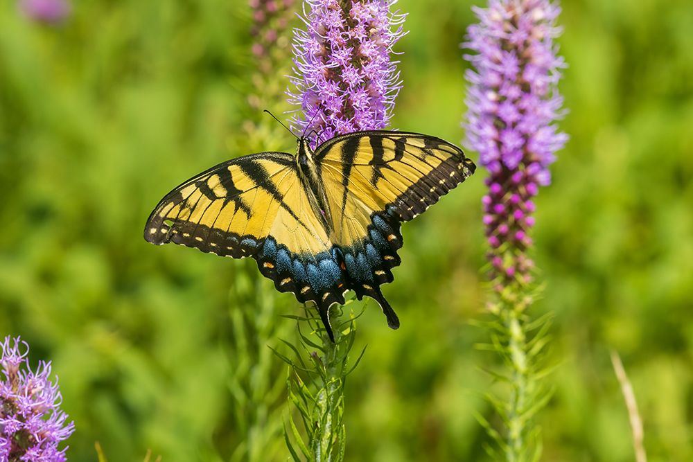 Art Print: Eastern Tiger Swallowtail on Prairie blazing star-Rock Cave Nature Preserve-Effingham County-IL