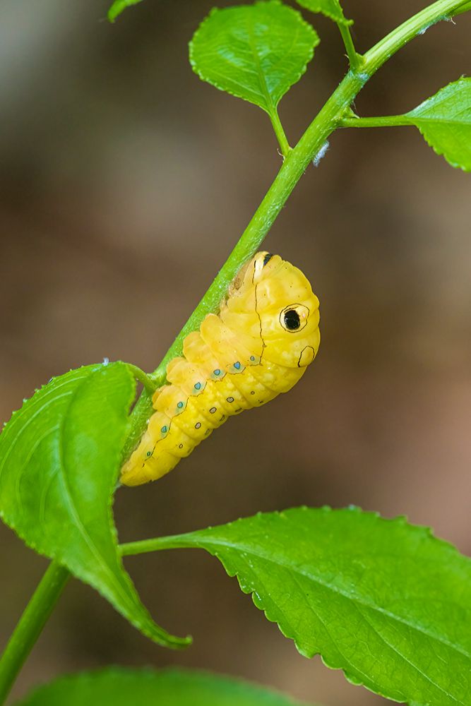 Art Print: Spicebush Swallowtail caterpillar on Spicebush-Marion County-Illinois