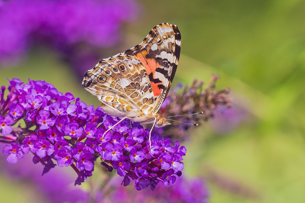 Art Print: Painted Lady on Butterfly Bush-Marion County-Illinois